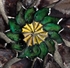 Picture of **FREE SHIPPING** Nothing But Green (NBG) Mallard Duck Call Single Reed by Zink Calls