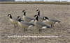 Picture of AXP ACTIVE Lesser Canada Goose Decoys w/6-slot bag by Avian X Decoys