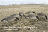Picture of **FREE SHIPPING** AXP Painted Honker Feeder Canada Goose Decoys by Avian X Decoys Zink Calls