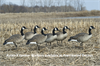 Picture of AXF Flocked Honker Walker Canada Goose Decoys by Avian X Decoys