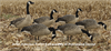 Picture of *FREE SHIPPING* AXP Fusion Honker 6 Pack - Painted Canada Goose Decoys by Avian X Decoys