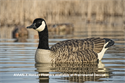 Picture for category Honker Floaters