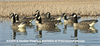 Picture of **FREE SHIPPING** Honker Floater Canada Goose Decoys 4pk by Avian-X Decoys