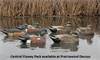 Picture of Top Flight Central Flyway Pack Duck Decoys 6pk (Z8092) by Avian X Decoys Zink Calls