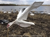 Picture of **SALE** WingBeat Snow Goose Power Flappers by Sillosock Decoys
