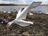 Picture of **SALE** WingBeat Snow Goose Power Flappers by Sillosock Decoys