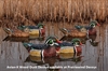 Picture of **SALE** Top Flight Wood Duck Decoys 6pk by Avian X Decoys
