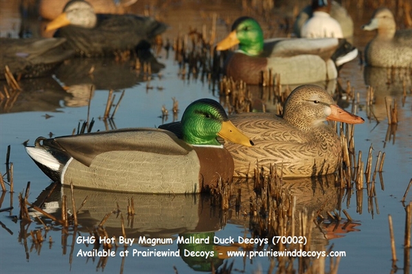 hot buy canada goose decoys