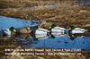 Picture of **FREE SHIPPING**  Pro-Grade January Mallard Duck Decoys Sleeper/Rester 6pk (AV73162) by Greenhead Gear GHG Avery