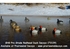 Picture of **SALE** Pro-Grade Redhead Duck Decoys 6 pk. (AV73129) by Greenhead Gear GHG Avery Outdoors