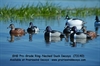 Picture of **FREE SHIPPING** Pro-Grade Ring-Necked Duck Decoys (AV73140) by Greenhead Gear GHG Avery Outdoors