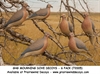 Picture of **FREE SHIPPING** Mourning Dove Decoys 6pk by Greenhead Gear GHG Avery Outdoors 