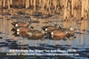 Picture of **FREE SHIPPING** Pro-Grade Blue Winged Teal Duck Decoys by Greenhead Gear GHG Avery Outdoors