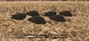 Picture of Top Flight AXF Full Body Black Duck Decoys 6pk (Z8077) by Avian X Decoys Zink Calls