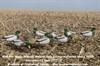 Picture of **FREE SHIPPING** Pro-Grade Full Body Mallard Harvester 12 pack w/Flocked Drake Heads (AV72217) by Greenhead Gear GHG Avery Outdoors