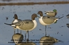 Picture of ***FREE SHIPPING*** Over-Sized Pintail Full Body Duck Decoys by Greenhead Gear 
