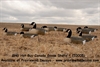 Picture of *FREE SHIPPING* Hot Buy Canada Goose Shell Decoys 1 dz by Greenhead Gear