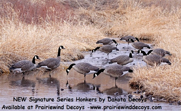 NEW Dakota Decoy 19400 Waterfowl Hunting Signature Series Upright Geese 6 Pack 