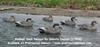 Picture of **FREE SHIPPING** Gadwall Duck Decoys by Dakota Decoys