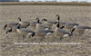 Picture of *FREE SHIPPING* AXP OUTFITTER Lesser Canada Goose Decoys w/12-slot bag by Avian X 