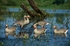Picture of *FREE SHIPPING* FFD Specklebelly Full Body Goose Decoys Harv 6 pk by Greenhead Gear GHG