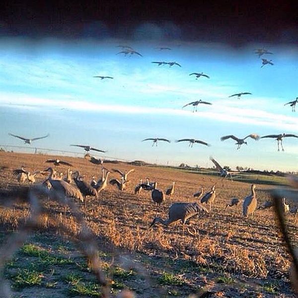 Prairiewind Decoys. Sandhill Crane Decoys by Deception Decoys