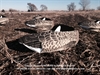 Picture of *SALE* Canada Goose Sleeper Windsock Decoys by Sillosock Decoys