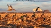 Picture of **SALE** Wing Beat Mallard Power Flapper by Sillosock Decoys