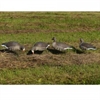 Picture of *FREE SHIPPING* Pro-Grade Specklebelly Goose Shell Decoys Harvester 12pk by Greenhead Gear GHG