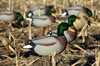 Picture of  *FREE SHIPPING* Mallard Full Body Duck Decoys 6pk (DAK20040) by Dakota Decoys