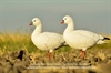 Picture of  Ross Goose Fullbody Goose Decoys 6 pk by Deception Outdoors