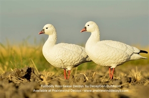 Picture of  Ross Goose Fullbody Goose Decoys 6 pk by Deception Outdoors