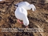 Picture of  Ross Goose Fullbody Goose Decoys 6 pk by Deception Outdoors