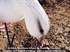 Picture of  Ross Goose Fullbody Goose Decoys 6 pk by Deception Outdoors