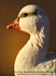 Picture of  Ross Goose Fullbody Goose Decoys 6 pk by Deception Outdoors