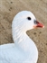 Picture of  Ross Goose Fullbody Goose Decoys 6 pk by Deception Outdoors