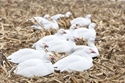 Picture for category **SALE** Snow Goose Shells 