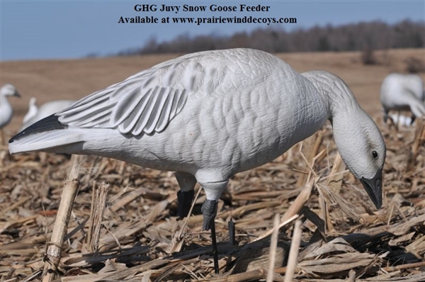 Prairiewind Decoys. *FREE SHIPPING* Full Body Snow Goose Feeder Decoys