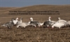 Picture of *FREE SHIPPING* SNOW BLUE Goose Decoy Harvester 12 pack by Greenhead Gear GHG