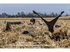 Picture of **SALE** Canada Goose Flag w/Max5 Backing (B9596) by Banded Gear