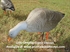Picture of **SALE**  Pro Grade Full Body Greylag Goose Decoys Harvester 6pk (AV72403) by Greenhead Gear GHG Avery Outdoors