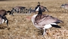 Picture of Canada Goose Y-Board Silhouette Decoys by DNA Decoys