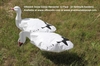 Picture of *SALE* Snow Goose Harvester 12 Pack  by Sillosock Decoys