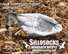 Picture of **SALE** Juvy Snow Goose Decoys by Sillosock Decoys