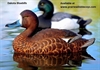 Picture of **FREE SHIPPING**  Bluebill Duck Decoys 6pk  (DAK21000) by Dakota Decoys
