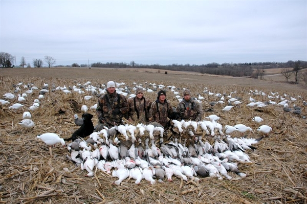 Prairiewind Decoys. *FREE SHIPPING* Pro-Grade Snow Goose Shell Decoys