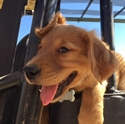 Picture for category Dog Training DVD's