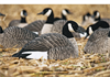 Picture of AXF Fully Flocked Honker Shell Decoys (Z9035) by Avian X Decoys