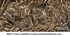 Picture of **FREE SHIPPING** D'Arbonne Womens Jacket - Max 5 Camo by Banded Gear