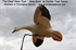 Picture of **FREE SHIPPING** Snow Goose Clone Power Flapper by Clone Decoys